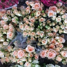 Кустовые розы "Кремовые"