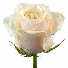 Белые розы Talea